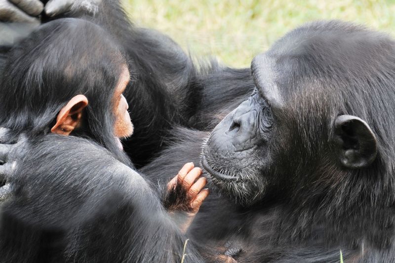 Sweetwaters Serena Camp Nanyuki Luaran gambar