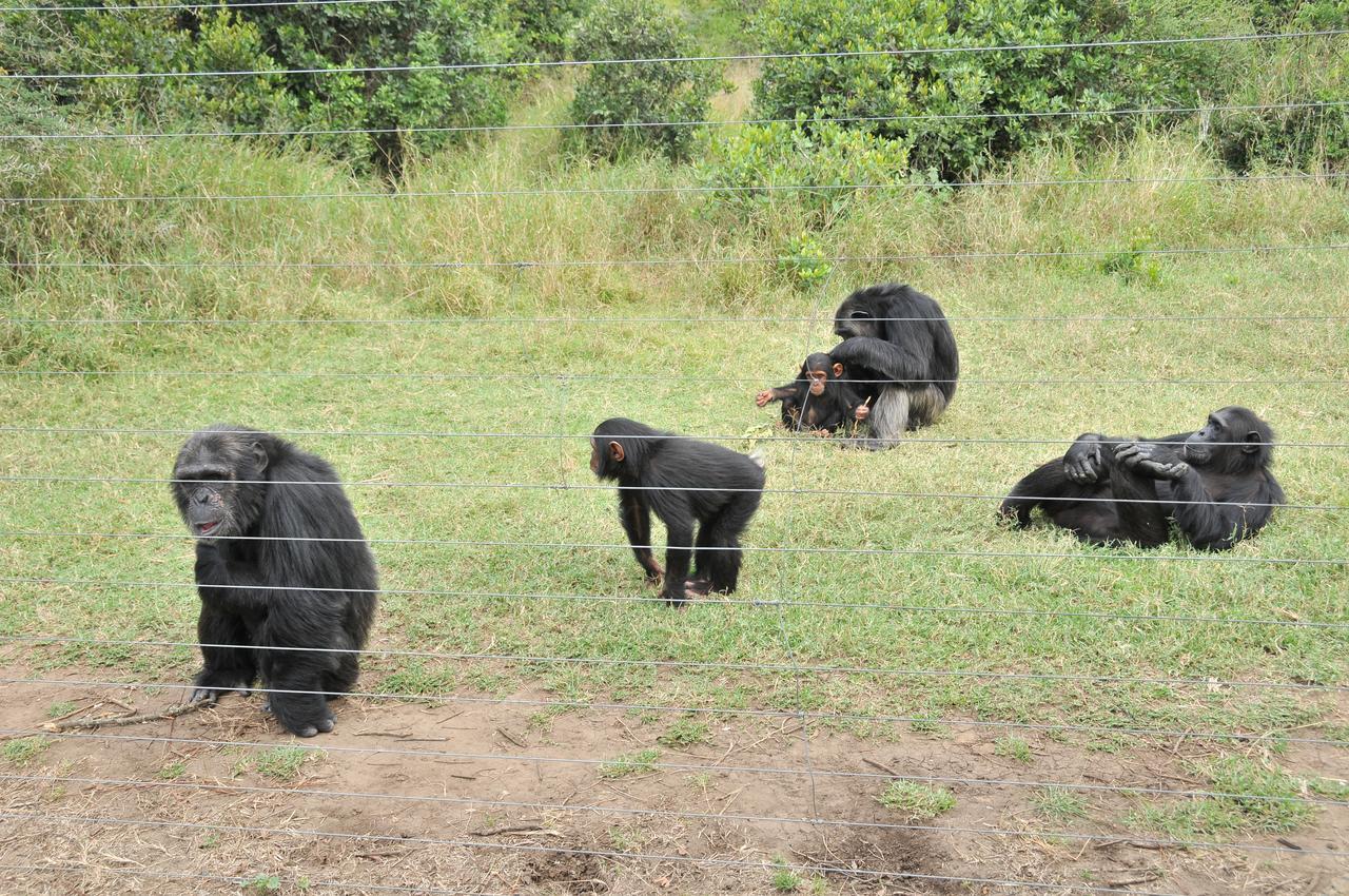 Sweetwaters Serena Camp Nanyuki Luaran gambar